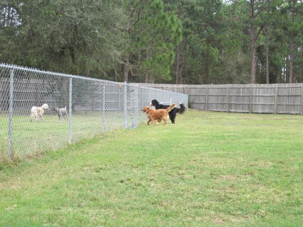 Animal House Doggie Bed & Breakfast - Dog Kennel, Boarding, Dog Daycare in  SARASOTA, FL